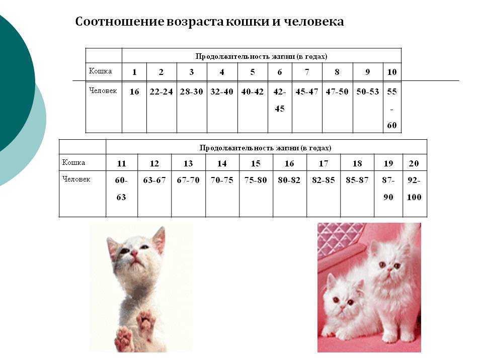 Ваш котёнок: забота и уход в первые месяцы жизни