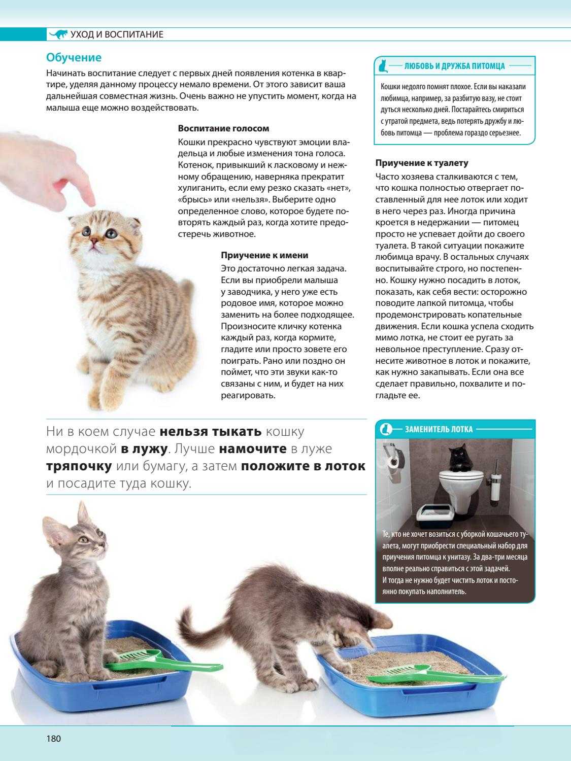 Почему кошка перестала ходить в лоток «по-большому»? - всё о кошках и котах