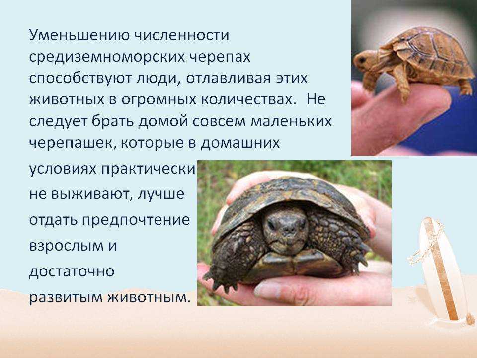 Болотная черепаха. описание, особенности, виды, образ жизни и среда обитания пресмыкающегося | живность.ру