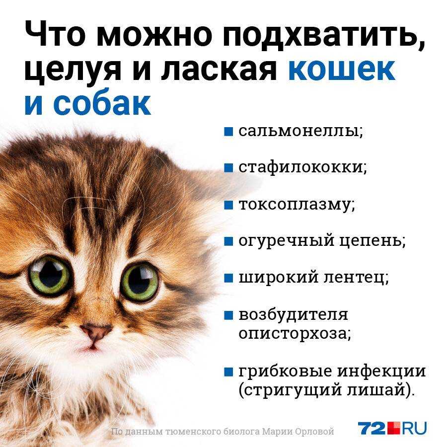 Почему собакам нельзя свинину