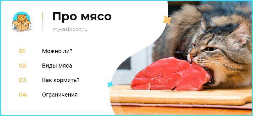 Чем кормить кошку в домашних условиях, натуральной едой, что можно и чего нельзя давать питомцу?