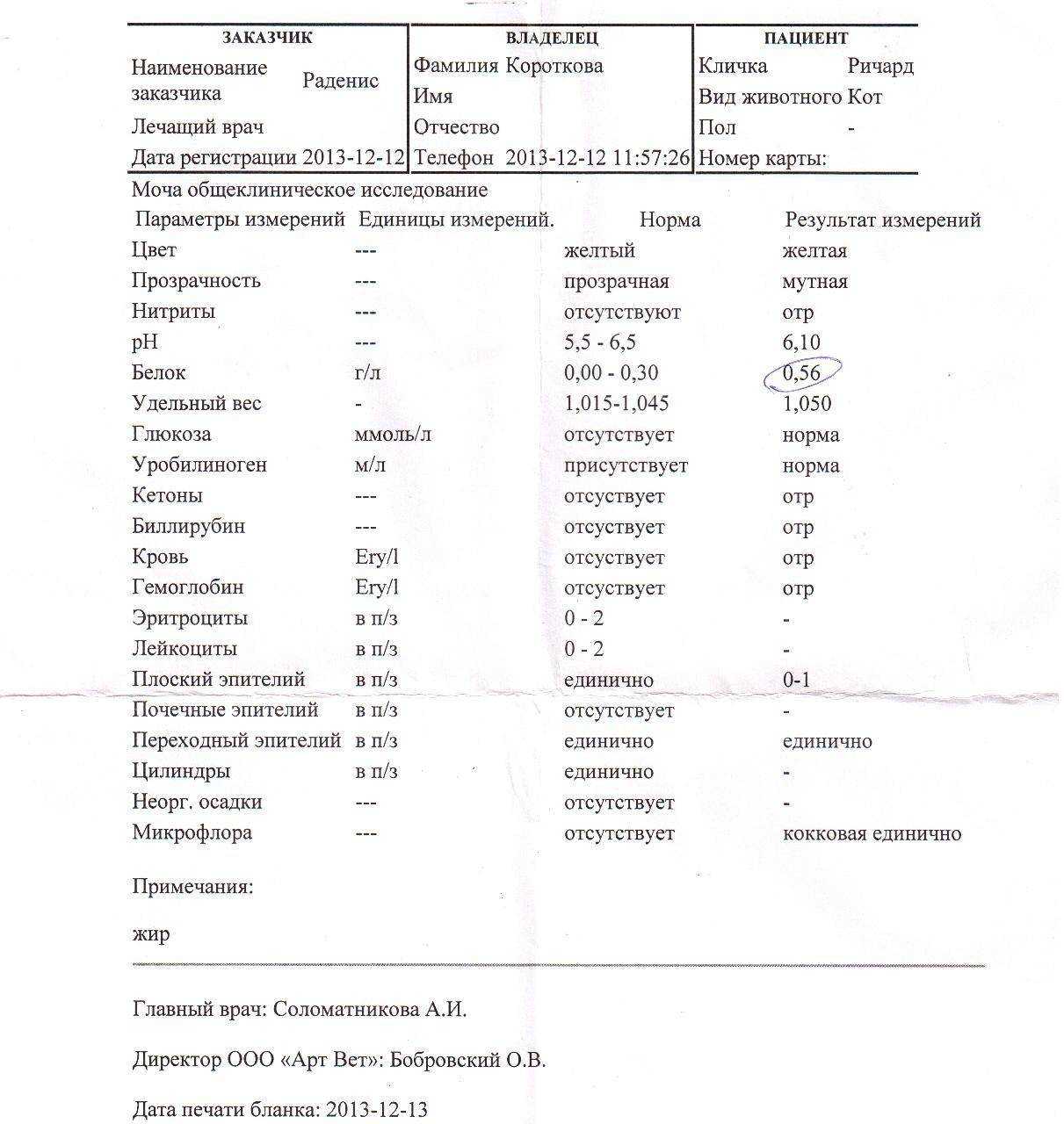 Кот писает с кровью: что делать. причины, лечение