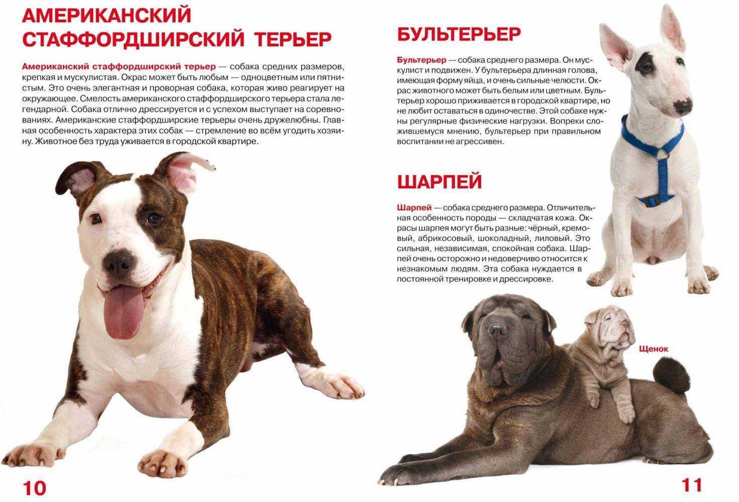 Мифы и реальность о накаченных питбультерьерах
