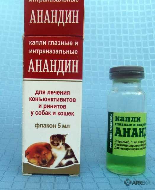 Почему возникает насморк у кошек и как эффективно его устранить