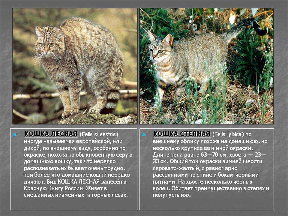 Дракон ли (ли хуа или ли мао)