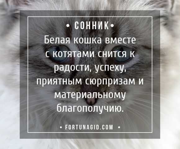 К чему снятся котята много маленьких девушке