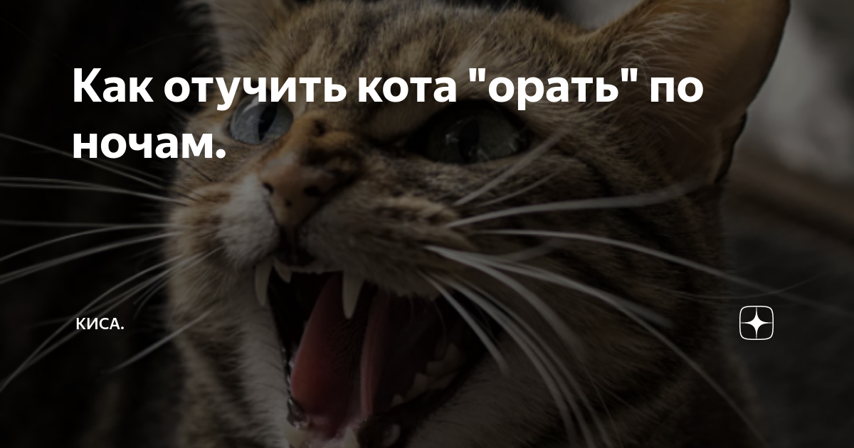 После стерилизации кошка просит кота: почему, как долго, как помочь питомцу