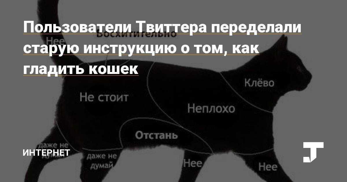 Как влияет мурлыканье кошки на плод. почему беременным нельзя гладить кошек: «бабушкины» приметы и реальные угрозы