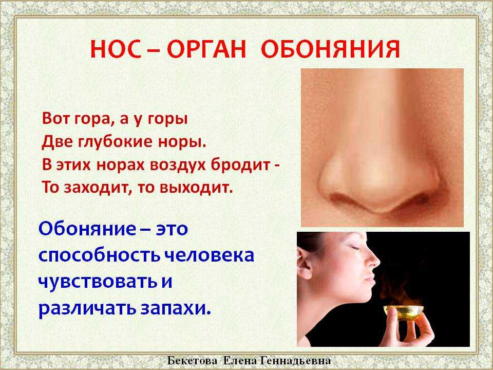 Можно ли обмануть служебную собаку? эксперимент онт накануне ii европейских игр