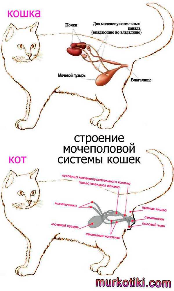 Кот писает кровью: причины, что делать, медикаментозное и народное лечение, опасно ли