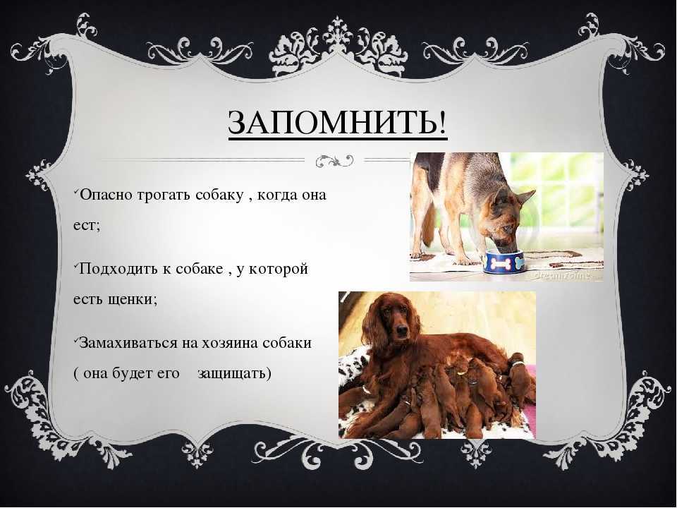Почему мусульманам нельзя трогать и заводить собаку: причины нелюбви к питомцам