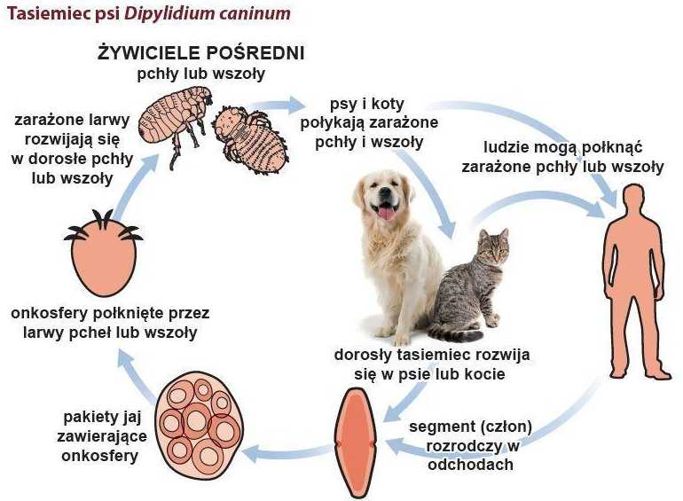 Огуречный цепень у кошек - симптомы наличия паразита и причины