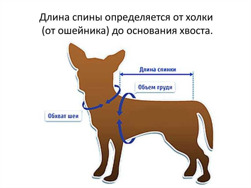 Правильное измерение роста собаки и подбор аксессуаров для питомца