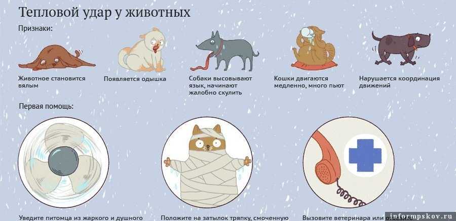 Обратное чихание: это нормально?