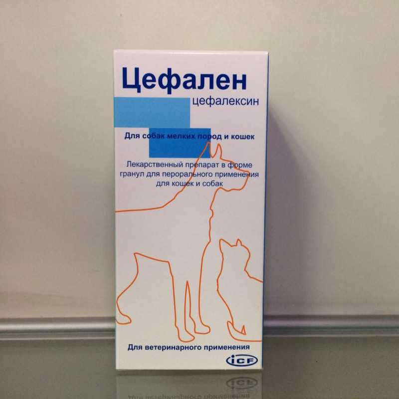 "цефтриаксон" для кошек: инструкция по применению, дозировка - druggist.ru