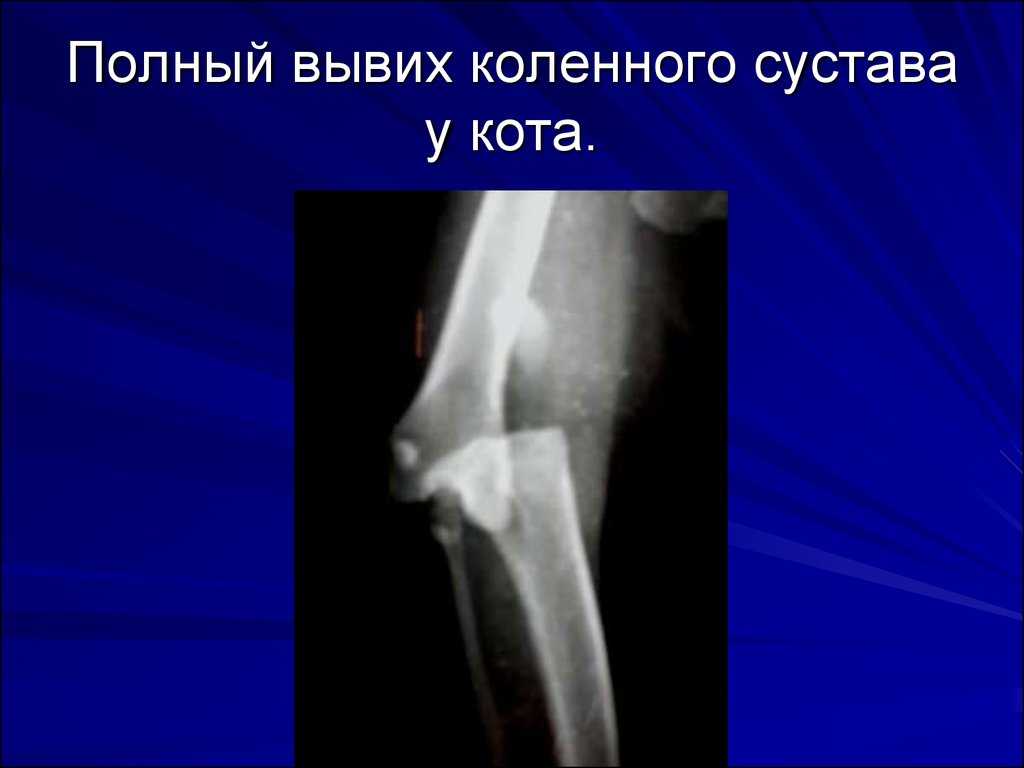 Вывих лапы у кошки