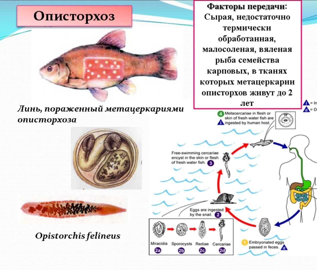Описторхоз у кошек: симптомы, диагностика и лечение