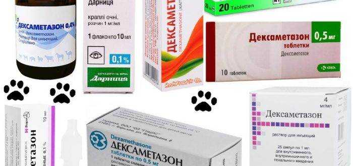 Дексаметазон для кошек: описание, инструкция по применению, показания и противопоказания, аналоги, отзывы