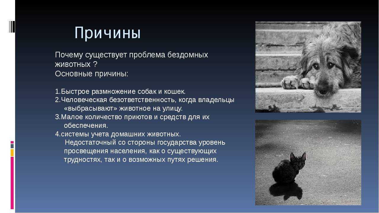 Почему кошки и собаки враждуют: мифы, легенды и реальность | звери дома