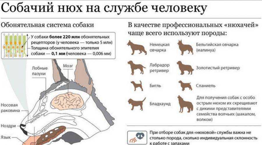 Причины потери нюха у собаки: симптомы, породная предрасположенность, что делать если пропал нюх