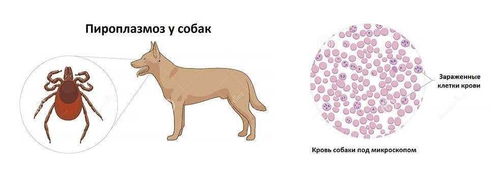 Общий клинический анализ крови у кошек