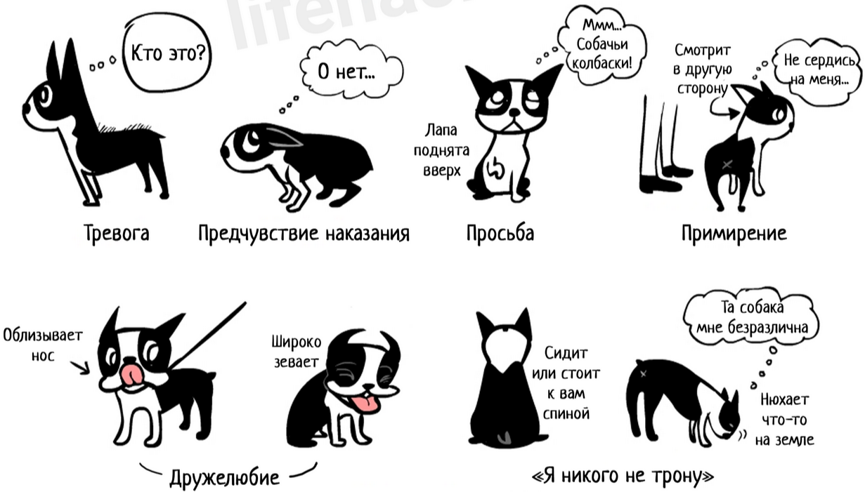 Как понять своего питомца с помощью языка тела: значение поз у питомцев