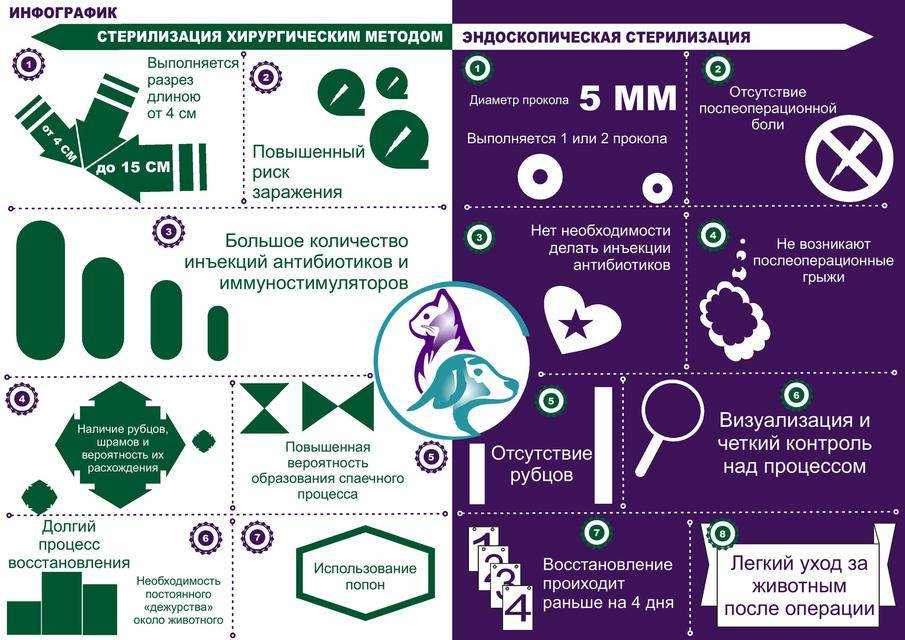 Стерилизация кошек, как это происходит - где лучше делать стерилизацию кошек и котов