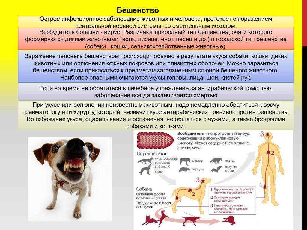 Ожог у собаки первая помощь