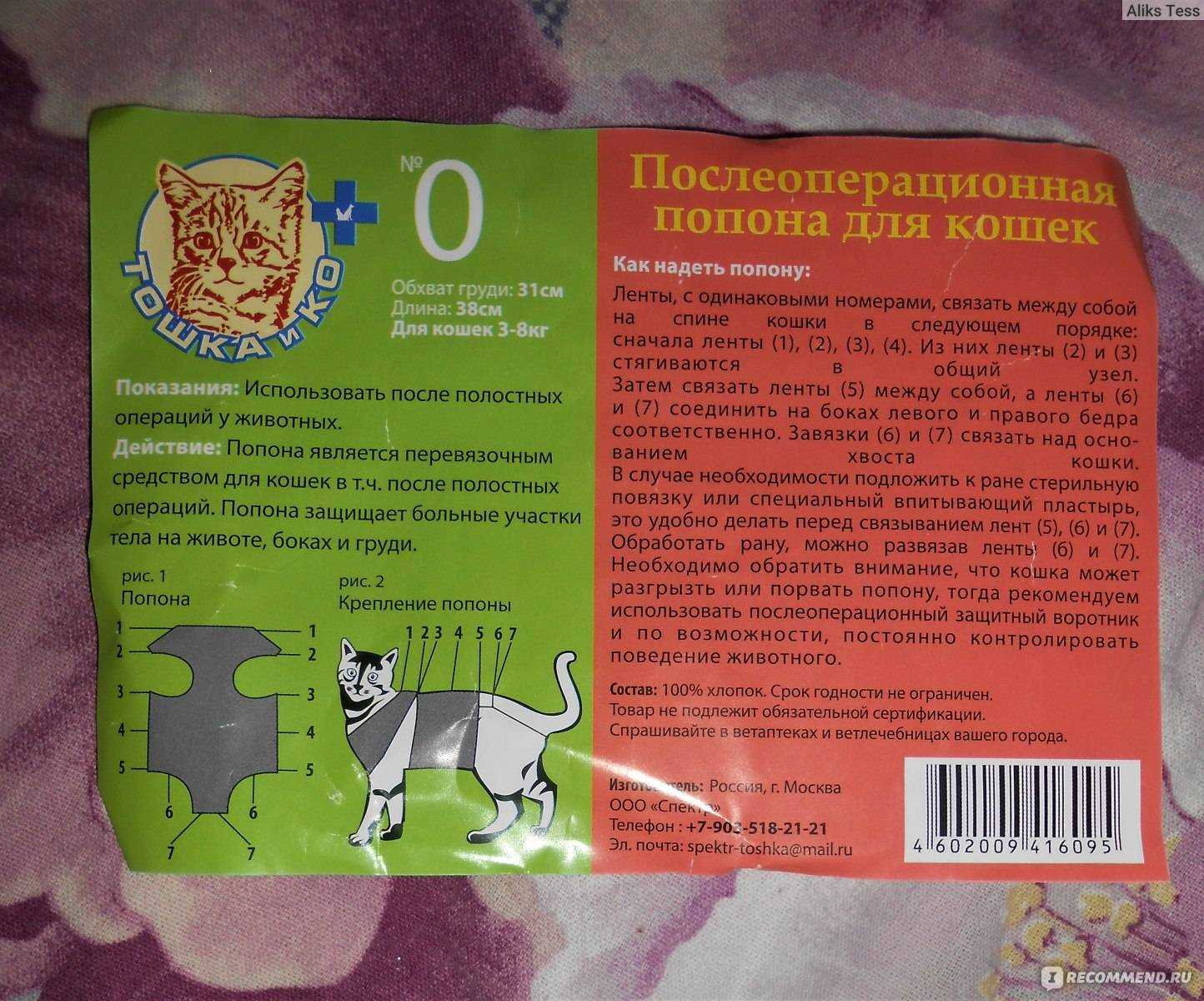 Стерилизация кошки: уход после операции, выход из наркоза, обработка и защита швов, сроки восстановления