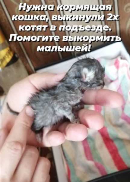 Кот агрессивный - как успокоить и что делать