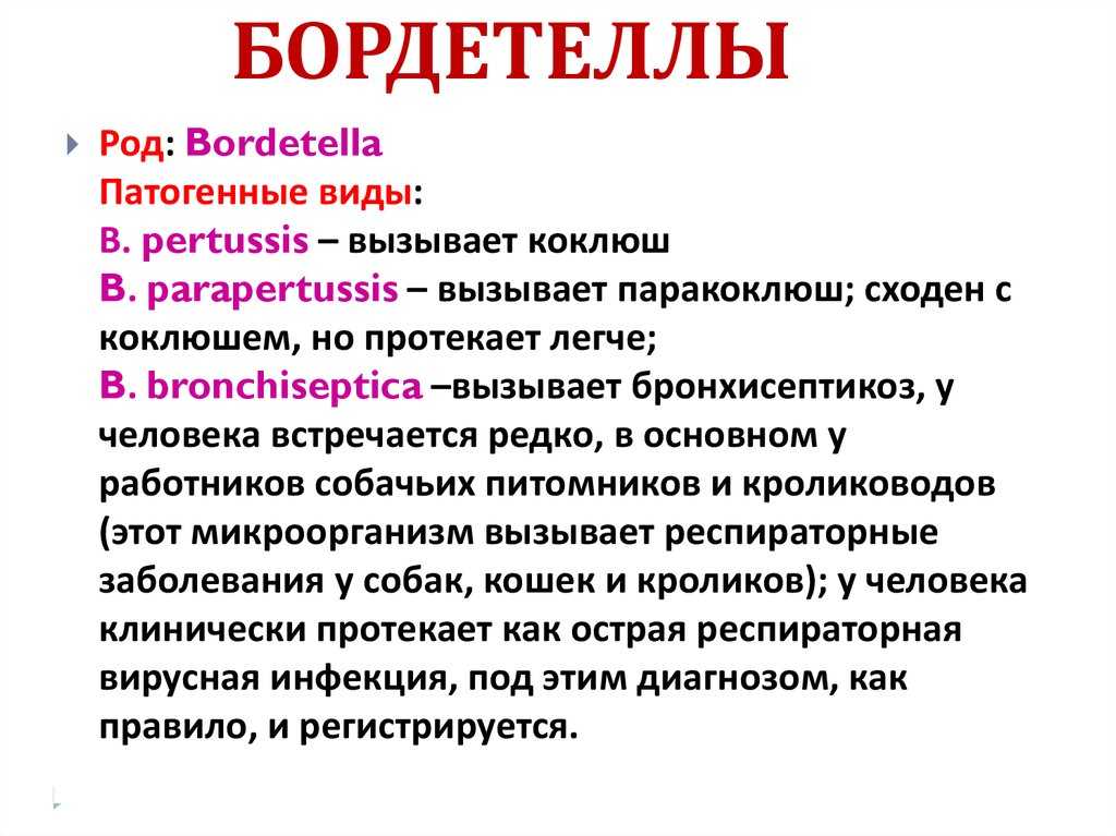Бордетелла бронхисептика у кошек