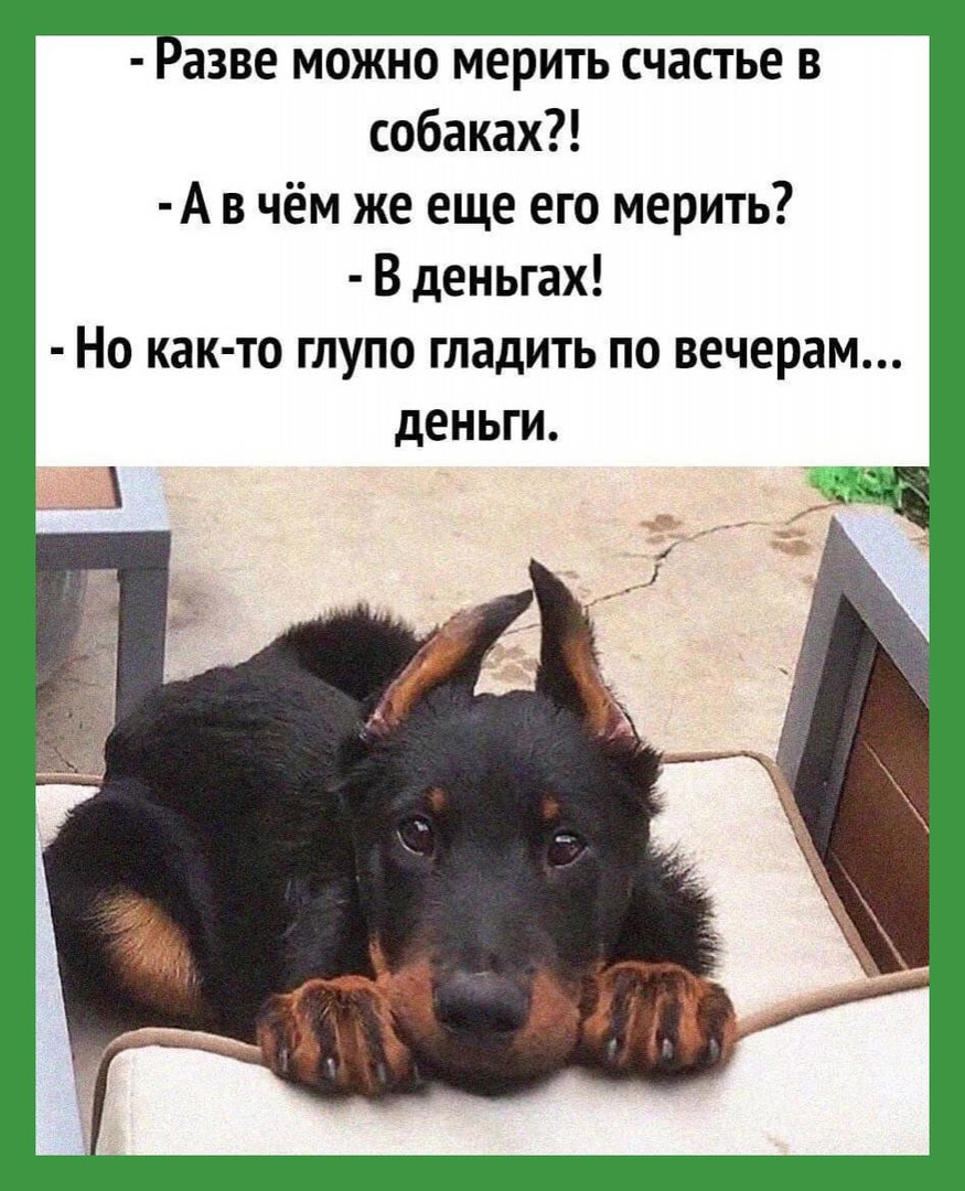 Пословицы и поговорки про собаку для детей дошкольного и школьного возраста, школы, доу: сборник лучших пословиц с объяснением смысла. какие есть и как найти пословицы и поговорки про собаку для детей