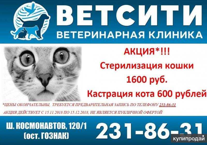 Нужно ли кастрировать кота