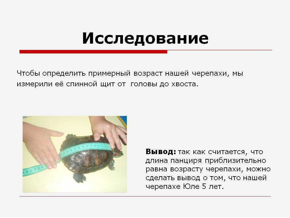 Как определить возраст красноухой черепахи в домашних условиях (фото)