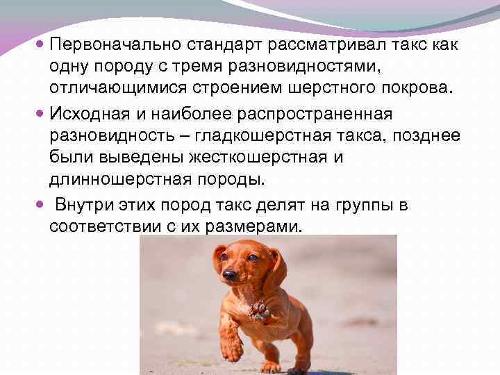 Кроличья такса: 150 фото особенностей характера, воспитания и содержания собаки