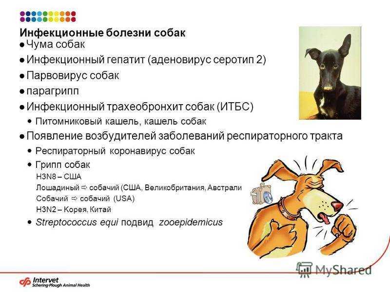 Флюс (периостит) у собаки: симптомы и методы лечения