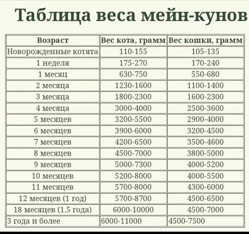 Рост и вес мейн-куна по месяцам, норма размеров для этой породы - wlcat.ru