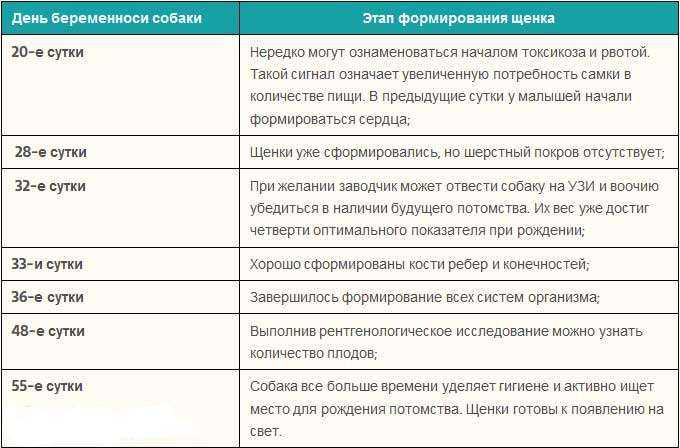 Сколько длятся роды у кошки в домашних условиях?