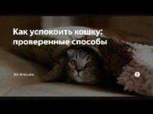 Как успокоить кошку в домашних условиях: советы и рекомендации