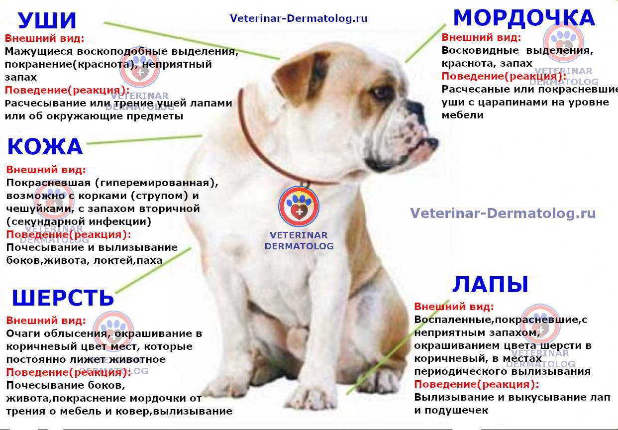 Плеврит у собак: диагноз, лечение, профилактика