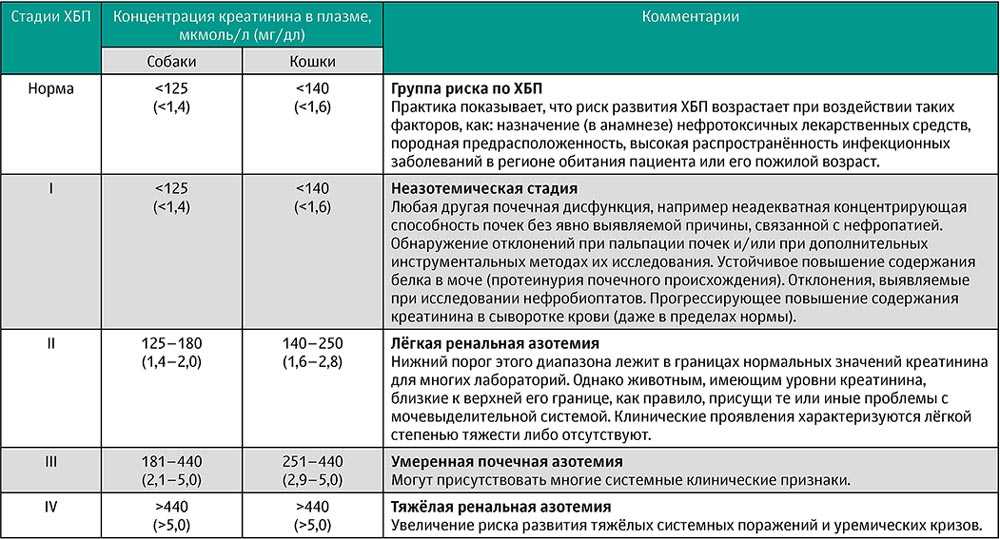 Хроническая почечная недостаточность (хпн) у кошек: симптомы, лечение