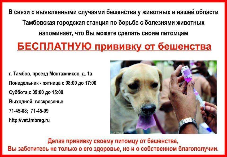 Вакцинация собак – правила, особенности, схема