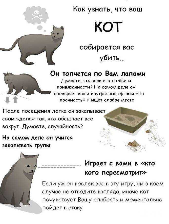 Как понять, что кошка умирает: признаки и стадии...