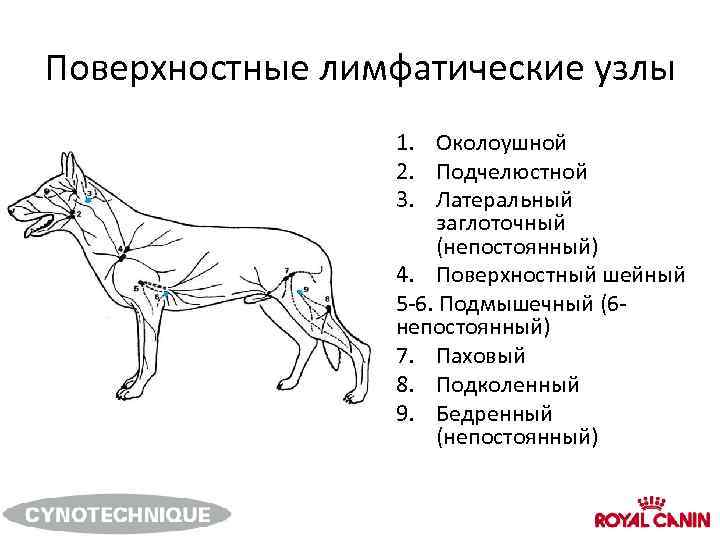 Абсцесс у кошки – причины, симптомы и фото лечения