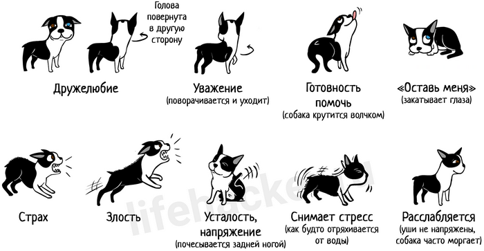Как разговаривать со щенком на одном языке