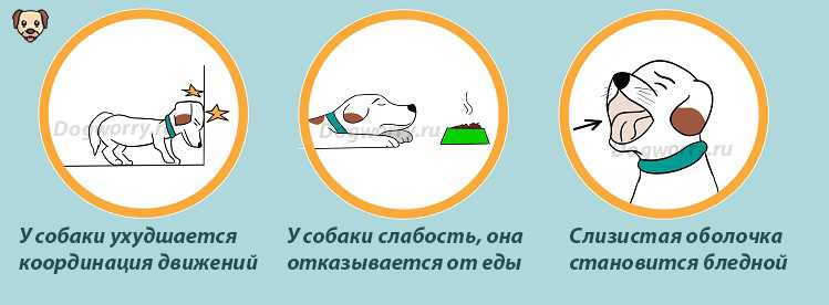 Симптомы отравления у собак. первая помощь при интоксикации
