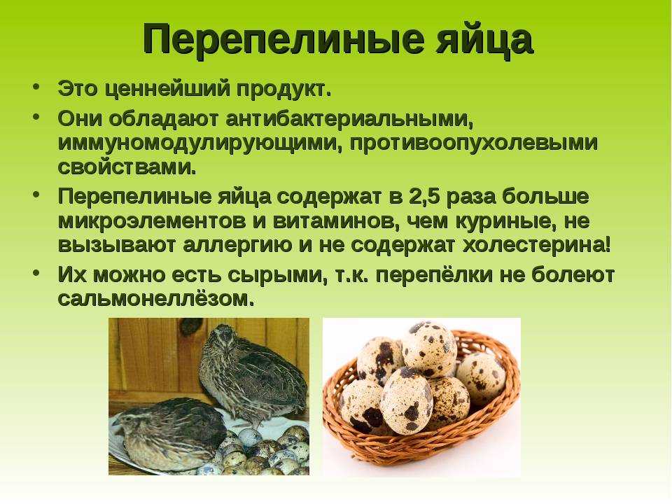 Можно ли кошкам яйца
