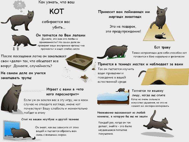 Почему кот ест землю на улице или из цветочного горшка, лижет песок, что делать?