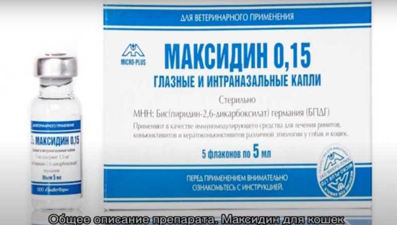 Ветеринарный препарат Максидин: как применять для лечения кошек, в каких случаях он поможет восстановить здоровье питомца