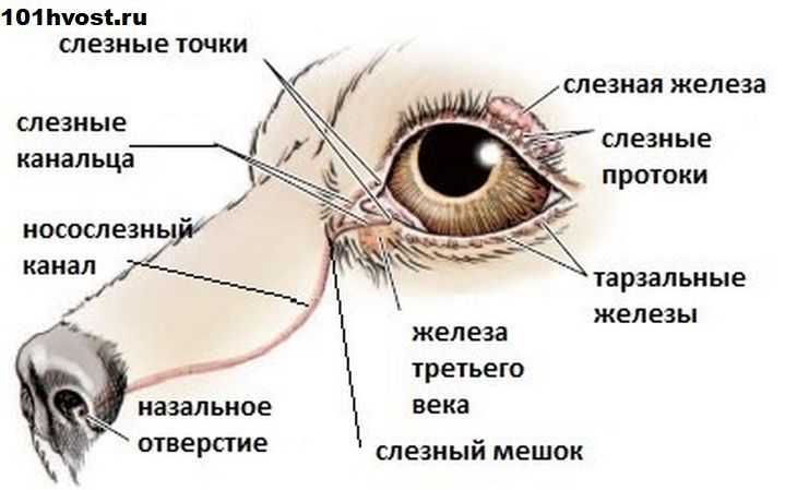 Что делать, если кошка поцарапала глаз собаке?